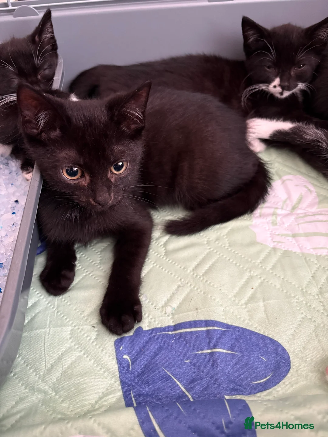 Mixed Breed cats for sale: 5 black and white kittens  - Advert 2