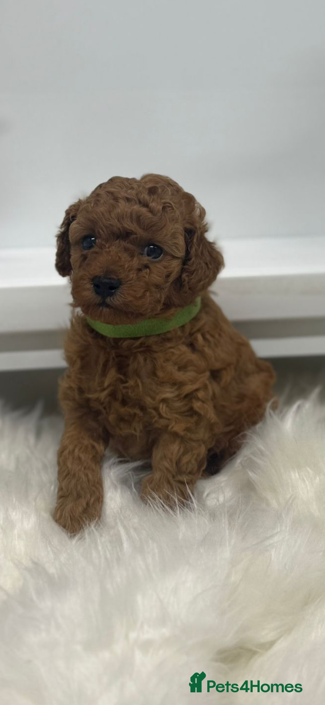 Toy Poodle dogs for sale: Tiny toy poodle puppy - Advert 2