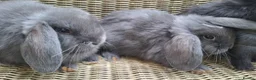 Mini Lop rabbits for sale: Bundle of fluffs ready to be reserved - Advert 14