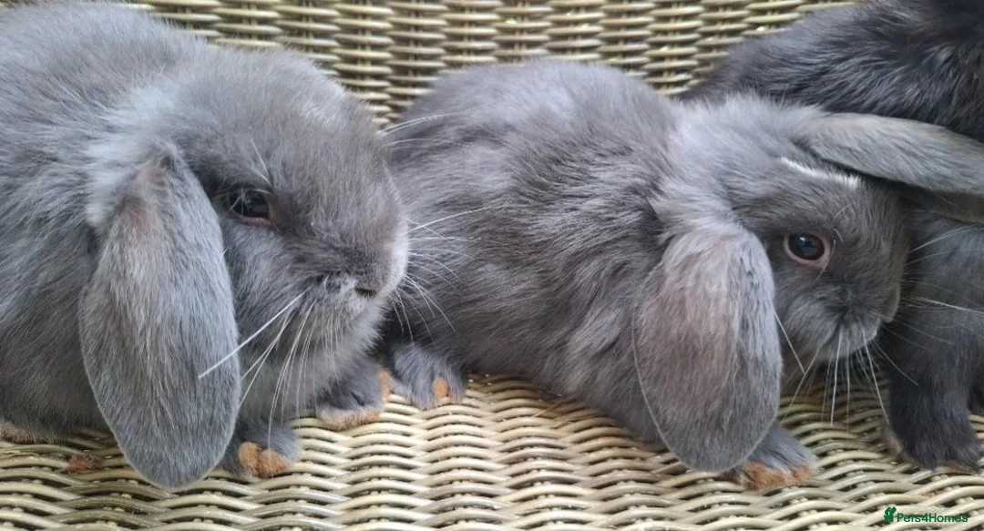 Mini Lop rabbits for sale: Bundle of fluffs ready to be reserved - Advert 14