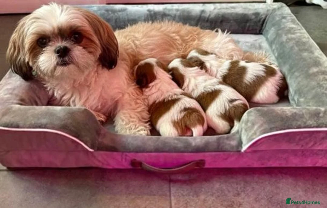 Shih Tzu dogs for sale: Shih Tzu Puppies  - Advert 12