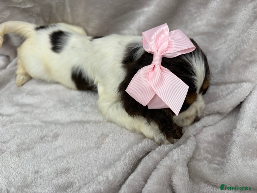 Cocker Spaniel dogs for sale: Stunning KC Show Type Cocker Spaniel Puppies - Image 5