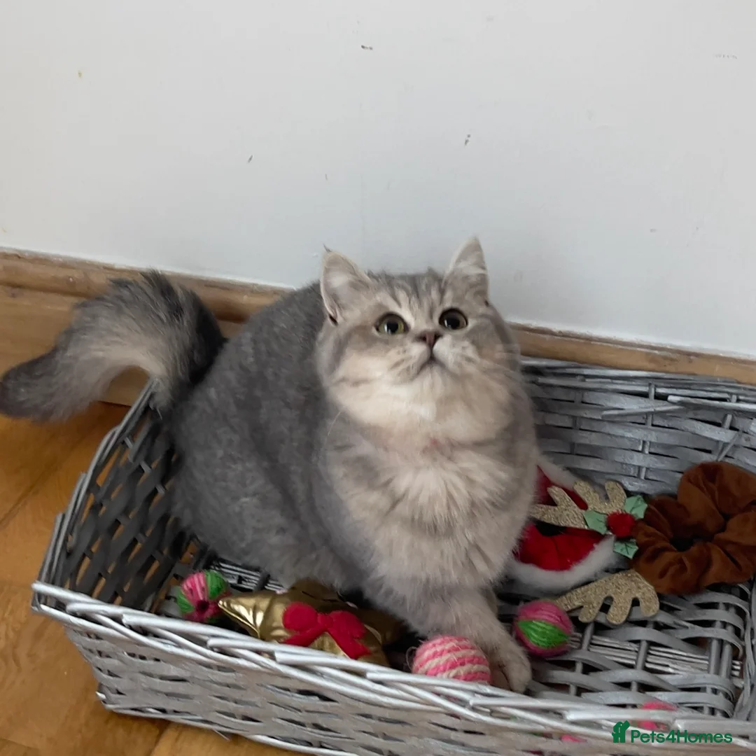 British Shorthair cats for sale: Only one TICA & GCCF British Shorthair Kitten  - Advert 21