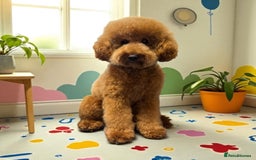 Cockapoo dogs for sale: Stunning f1 show type cockapoo’s  - Image 7