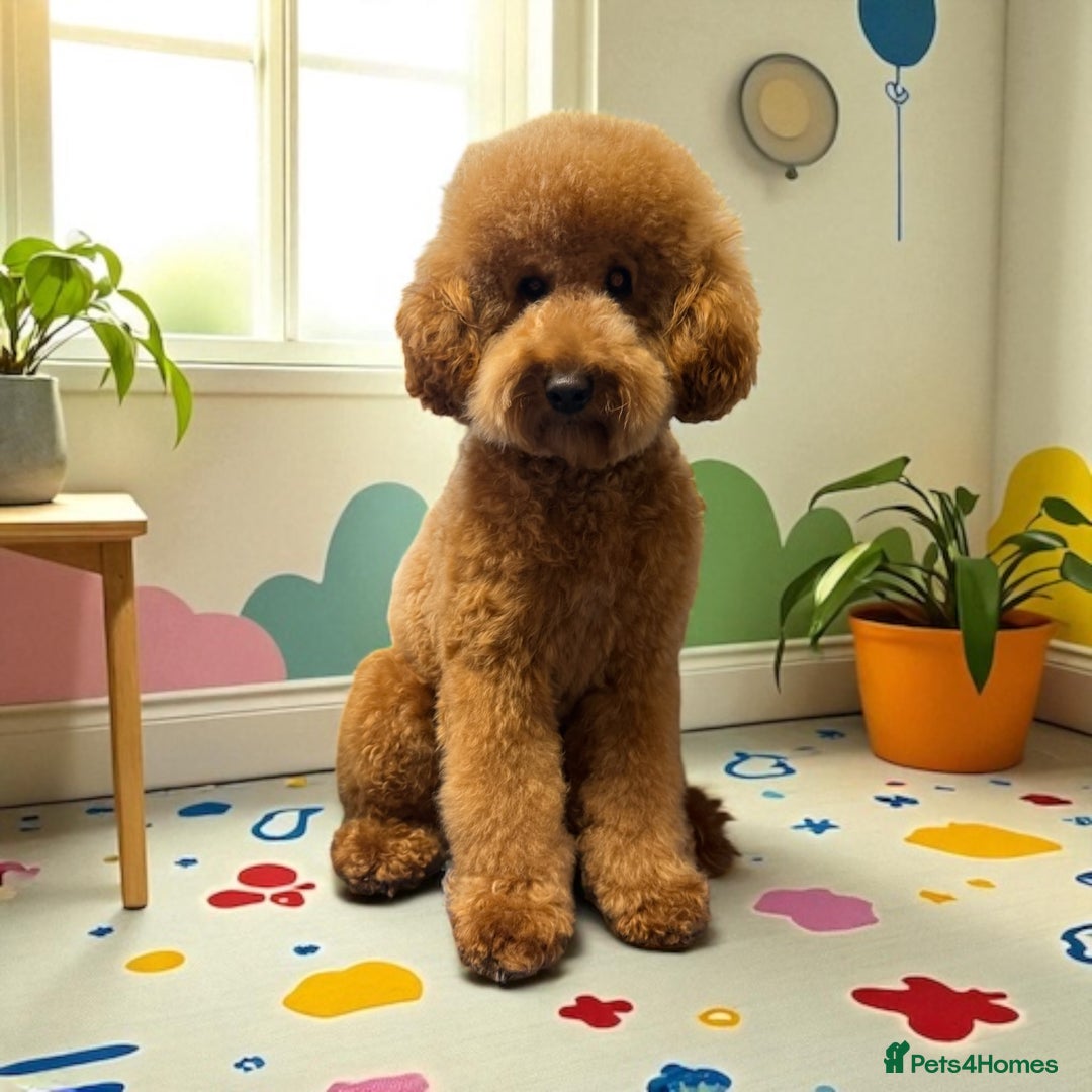 Cockapoo dogs for sale: Stunning f1 show type cockapoo’s  - Image 7