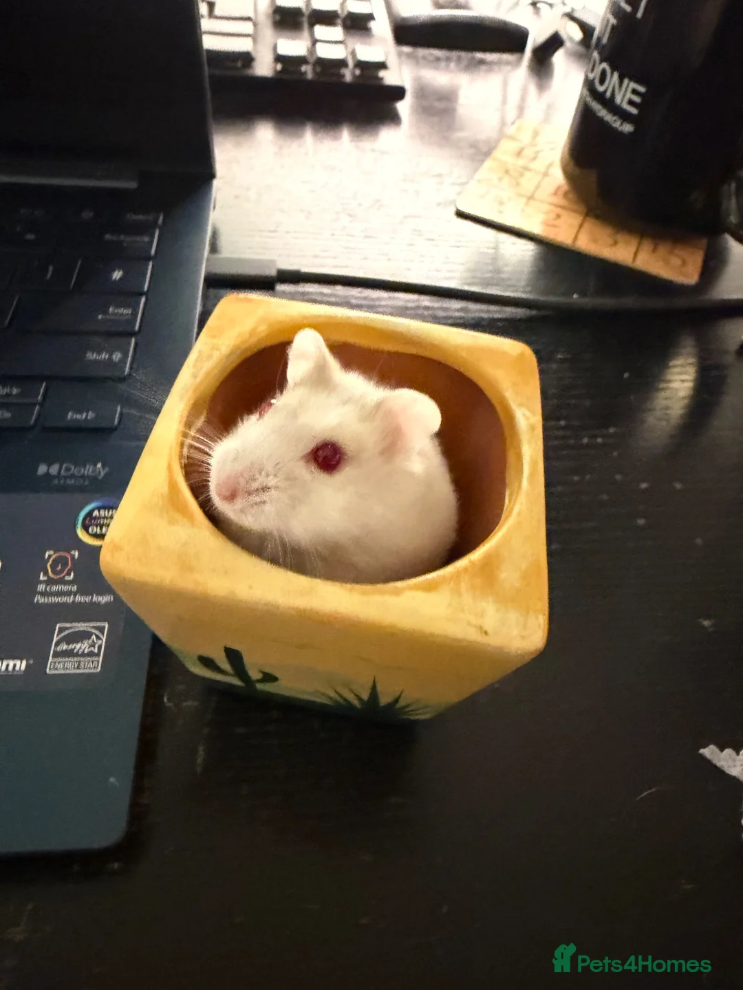 Hamster rodents for sale: Trained Russian dwarf hamster & enclosure. F. 2mo in Princes Risborough - Advert 1