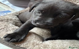 Labrador Retriever dogs for sale: Stunning Labrador KC Registered Puppies - Image 13