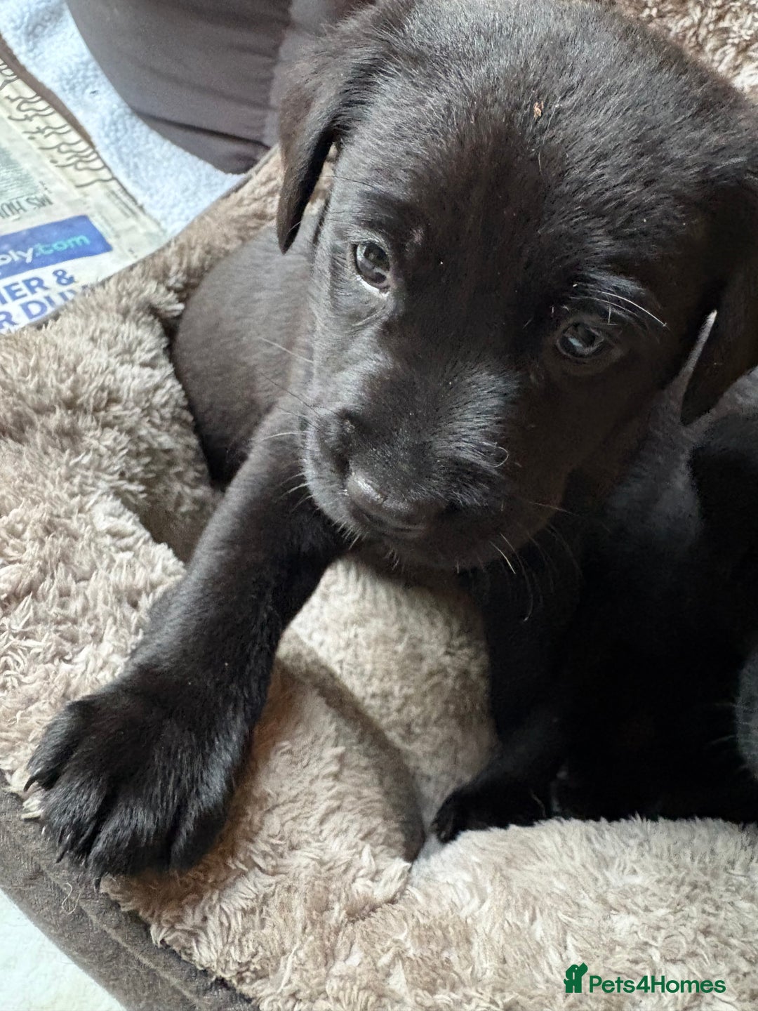Labrador Retriever dogs for sale: Stunning Labrador KC Registered Puppies - Image 13