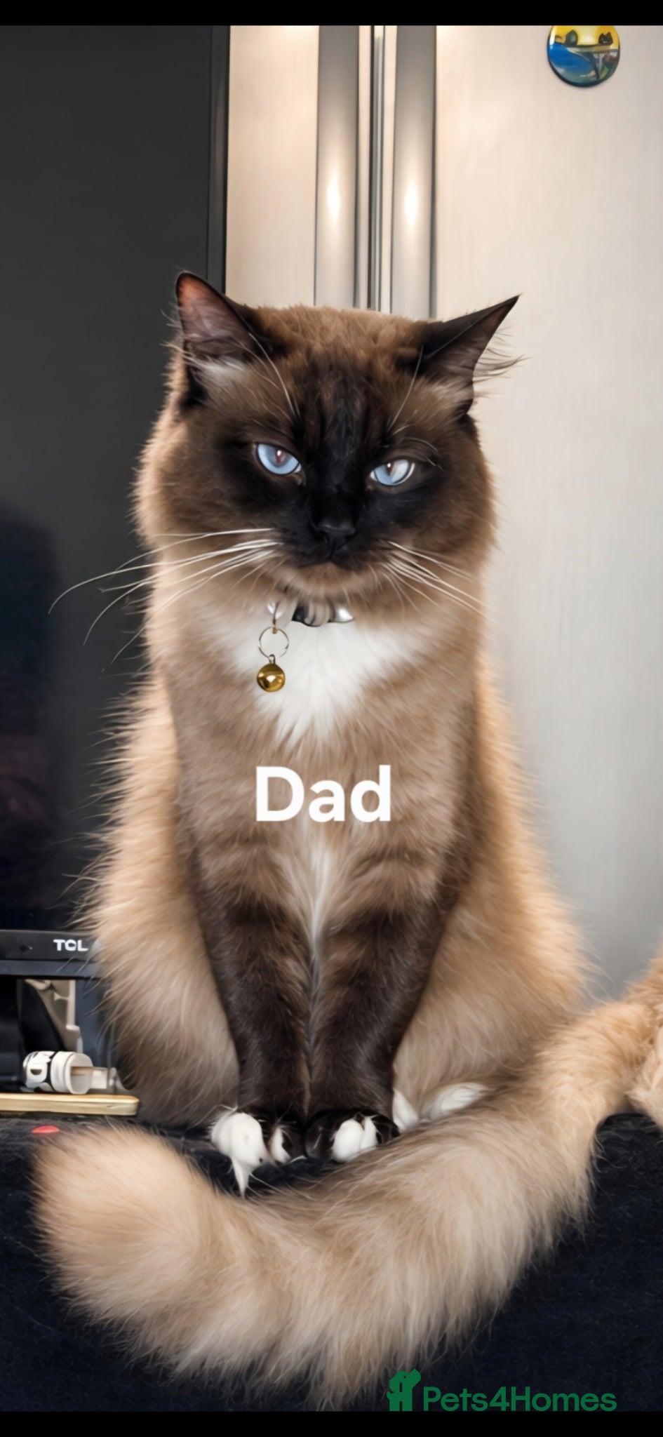 Ragdoll cats for sale: RAGDOLL KITTENS AVALIABLE NOW  - Advert 3