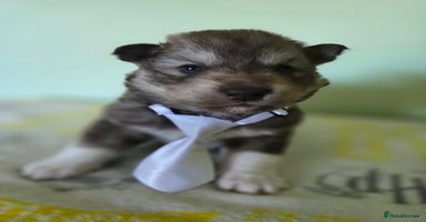 Siberian Husky dogs Wooly Siberian huskys - Advert 13