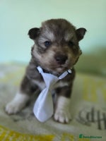 Siberian Husky dogs Wooly Siberian huskys - Advert 1