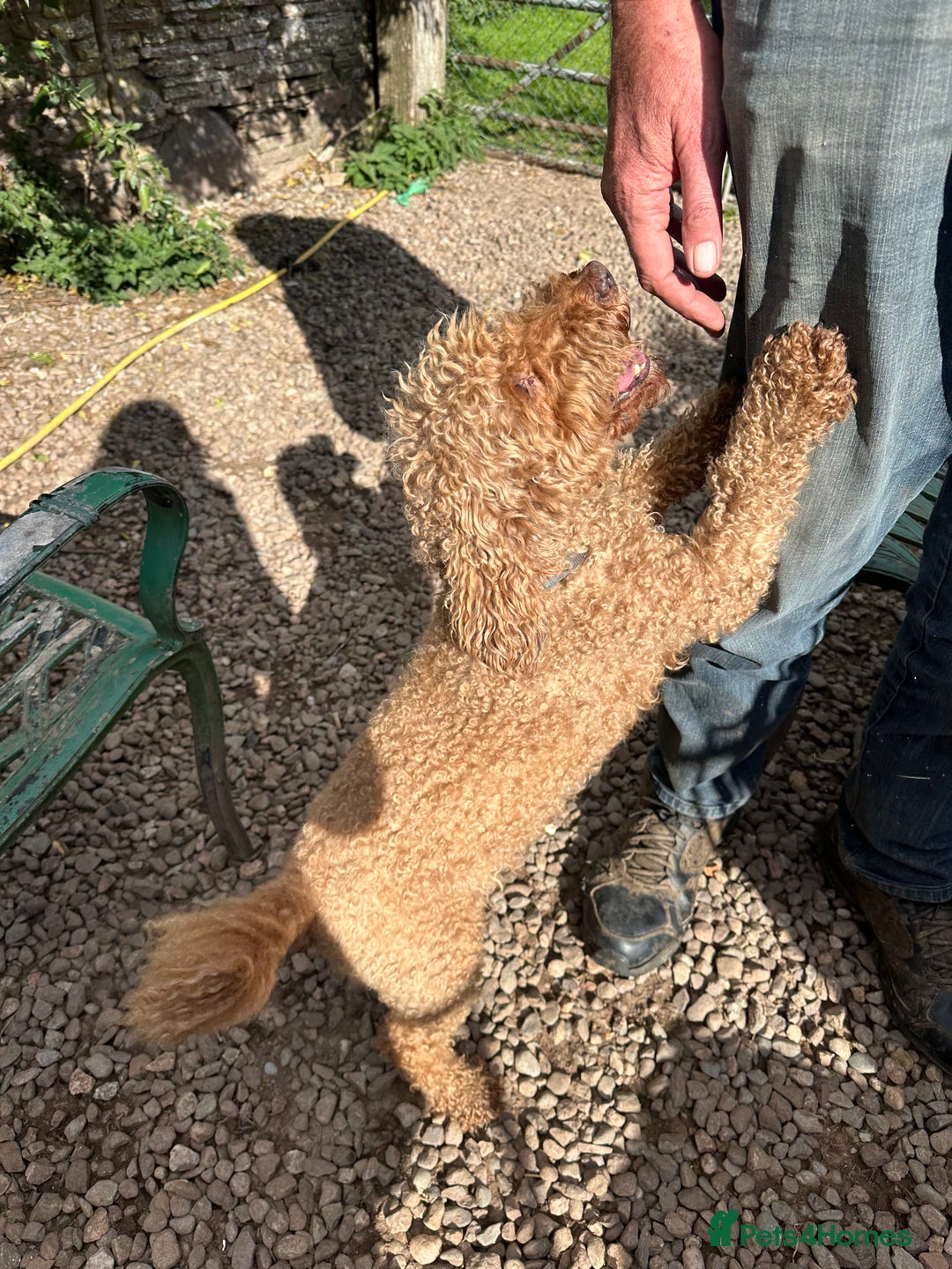 Cockapoo dogs for sale: Beautiful Cockapoo Puppies – Ready Early New Year - Advert 5