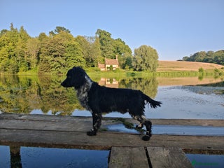 English Springer Spaniel dogs Chase - looking for quiet life - Advert 1