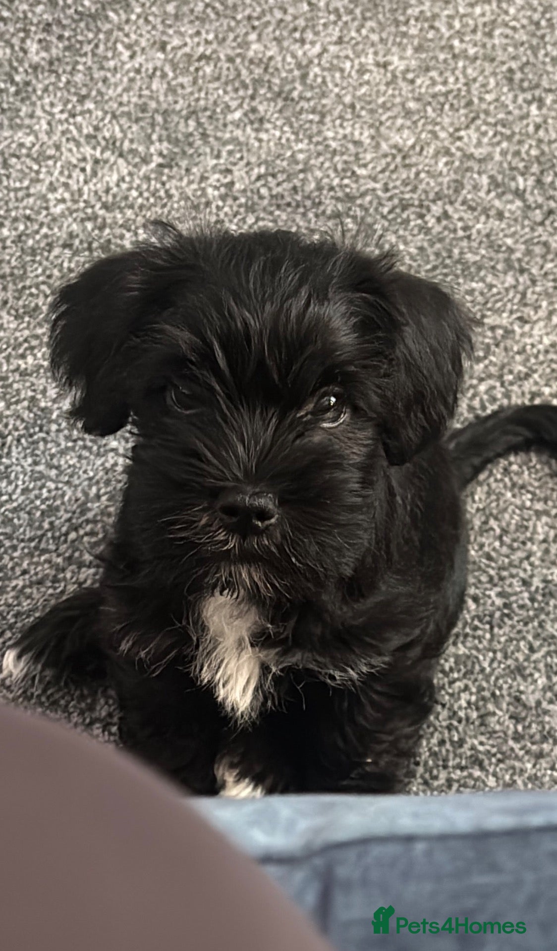 Mixed Breed dogs Schapso male puppy  - Advert 10
