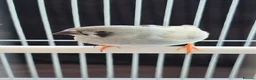 Finches birds for sale: 1 male canary  - Advert 2