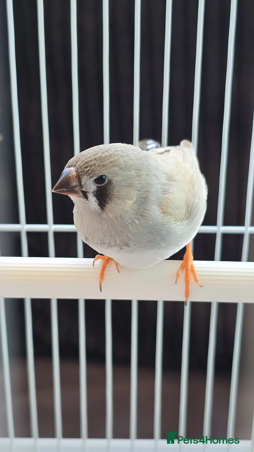 Finches birds for sale: 1 male canary  - Advert 2