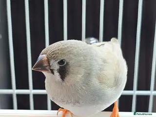 Finches birds Zebra finches - Advert 15