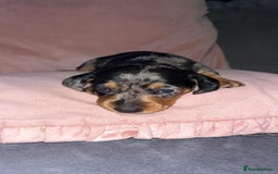 Dachshund dogs for sale: Miniature smooth haired pra clear - Advert 4