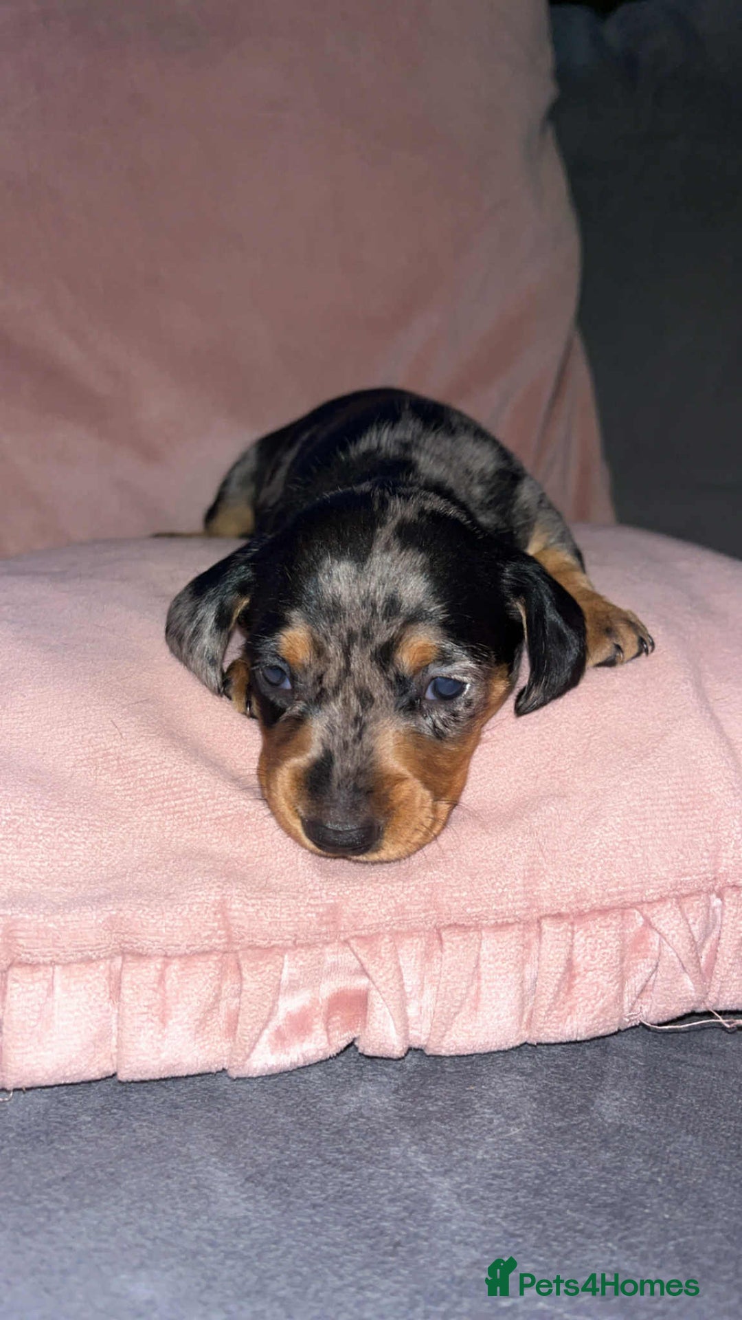 Dachshund dogs for sale: Miniature smooth haired pra clear - Advert 4