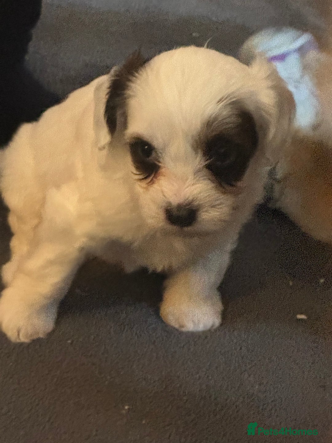 Jackapoo dogs for sale: Cavapoo x jack Russell puppies  - Image 22