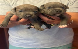 Staffordshire Bull Terrier dogs for sale: Adorable KC Reg/Health Tested SBT Puppies - Image 21