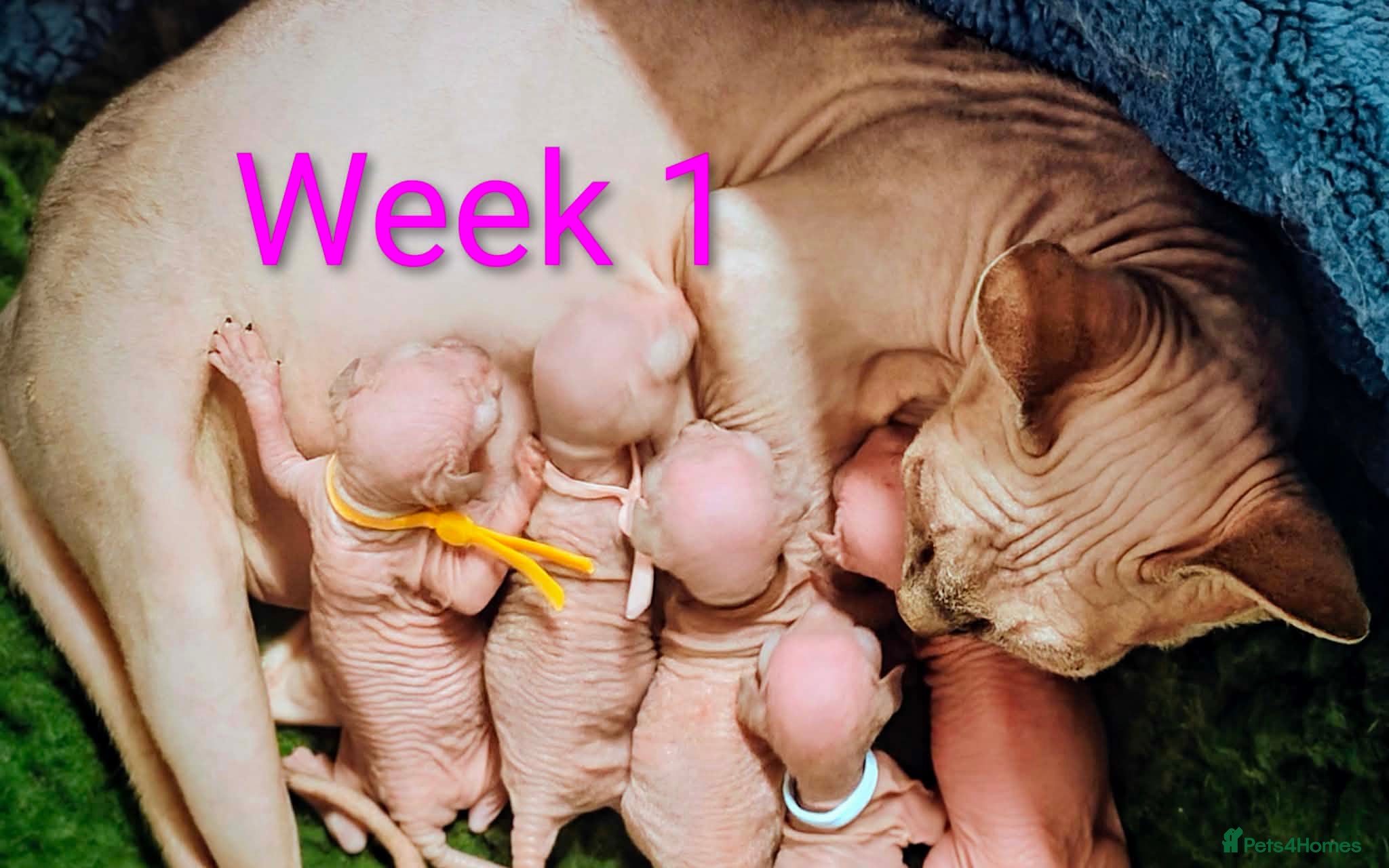 Sphynx cats Canadian Sphynx Tica registered,Blue eyes. - Advert 7