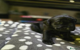 Labrador Retriever dogs for sale: Beautiful Labradors. Ready in time for Christmas - Image 5