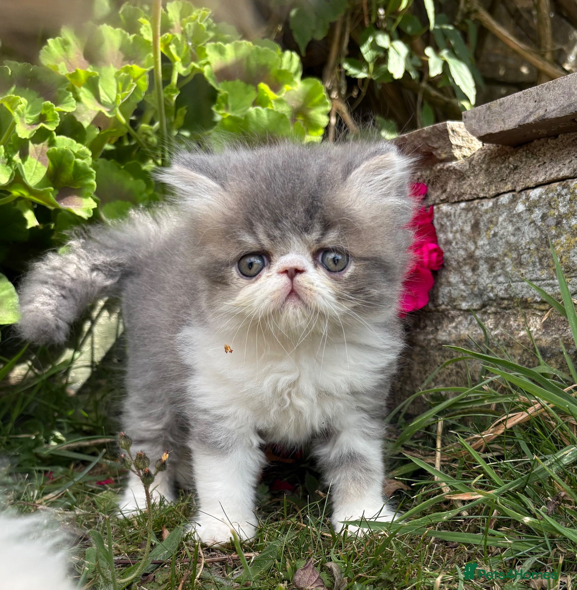 Exotic cats Exotic male kittens  - Advert 2