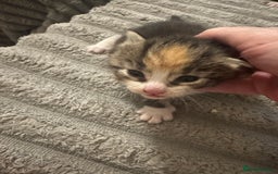 Maine Coon cats for sale: Beautiful Maine coon babies ready now - Image 10