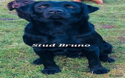 Labrador Retriever dogs for sale: 💫Stunning chocolate and black labrador pups 💫 - Image 28