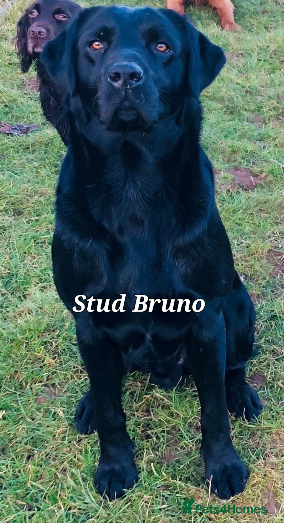 Labrador Retriever dogs for sale: 💫Stunning chocolate and black labrador pups 💫 - Image 28