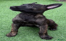 Belgian Shepherd Dog dogs for sale: Belgian malnois x Dutch sheppard puppies - Image 21