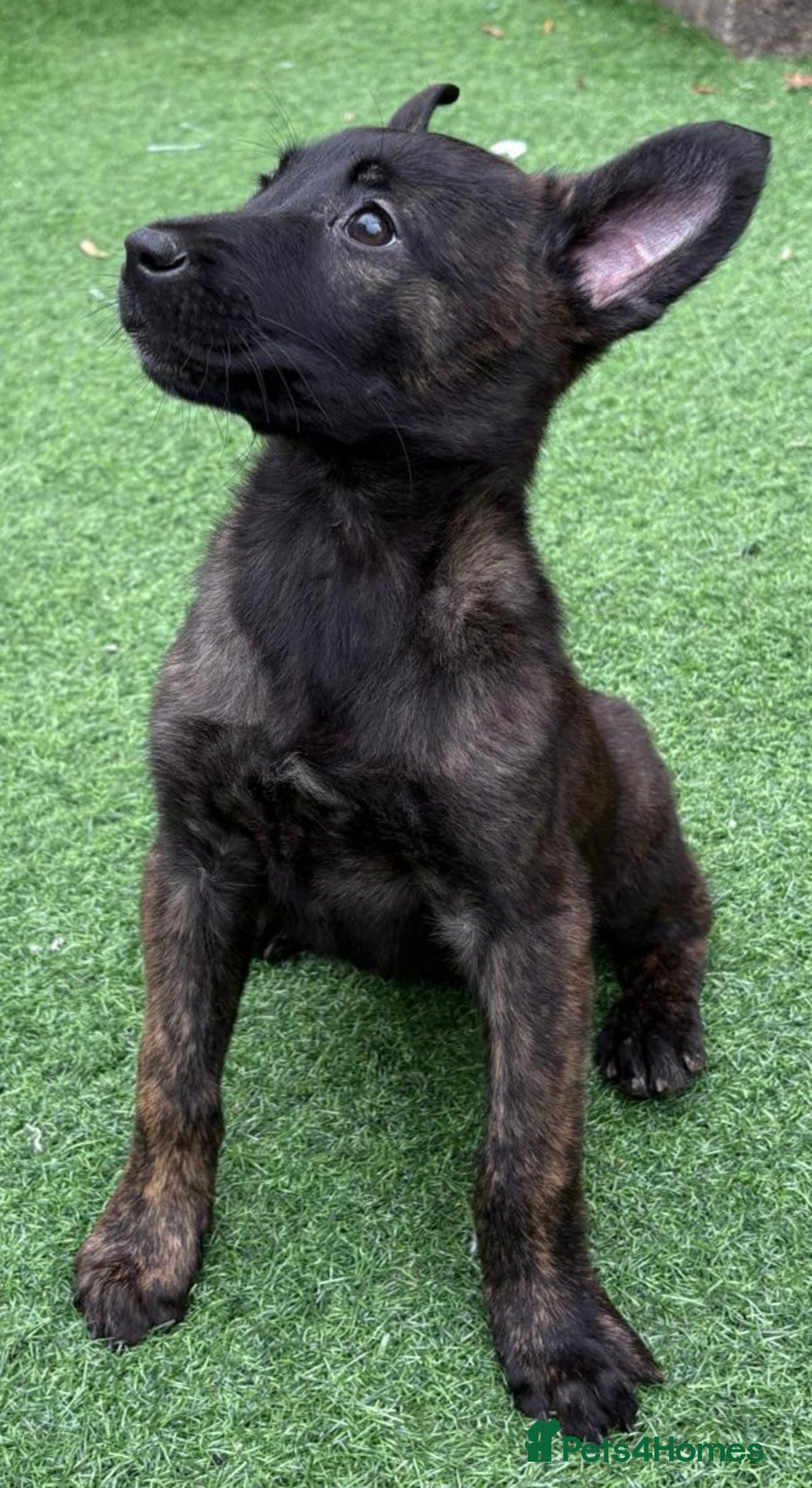 Belgian Shepherd Dog dogs for sale: Belgian malnois x Dutch sheppard puppies - Image 21