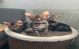 Bengal cats for sale: STUNNING TICA reg Bengal kittens ready to reserve - Image 8