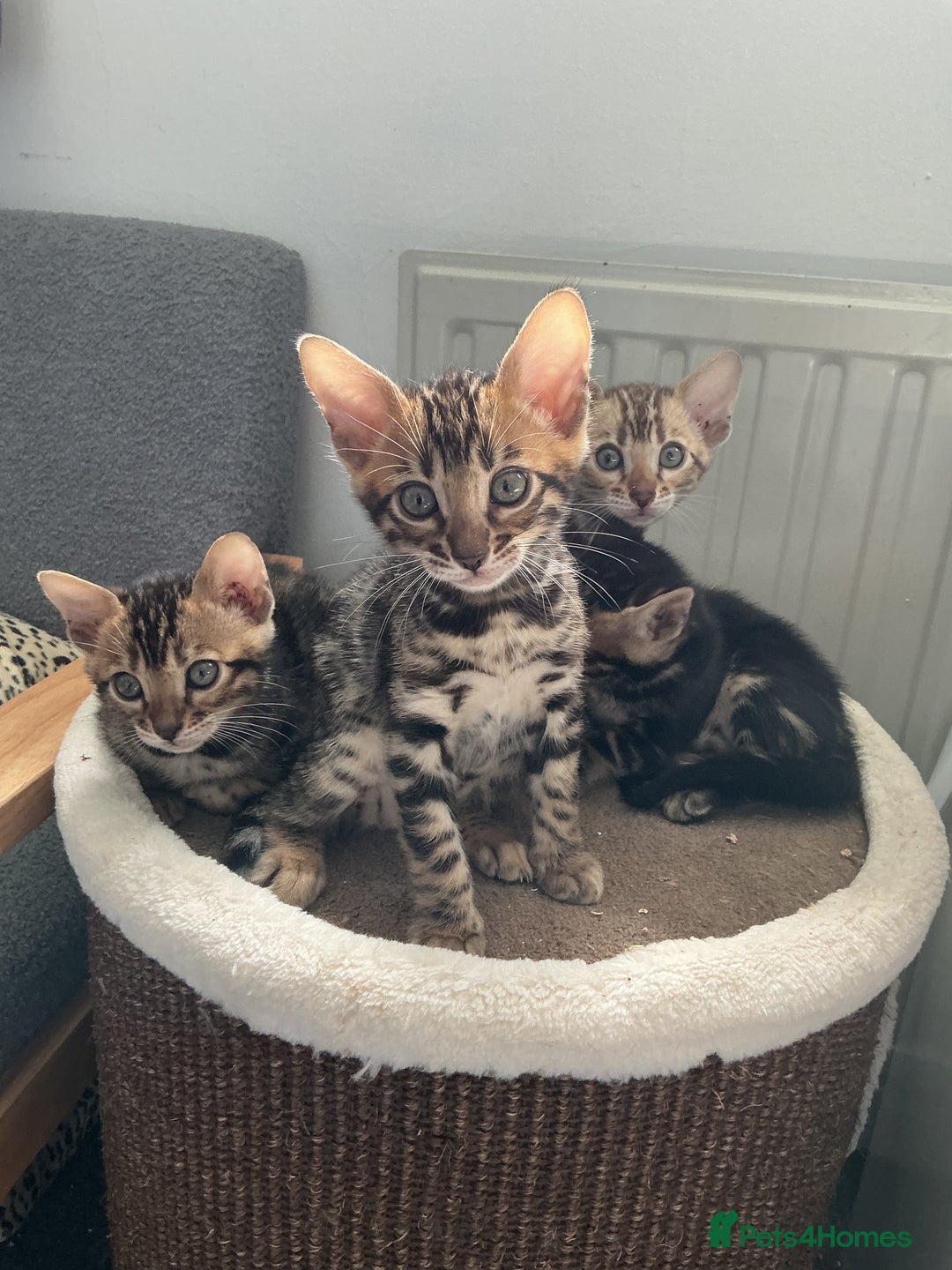 Bengal cats for sale: STUNNING TICA reg Bengal kittens ready to reserve - Image 8