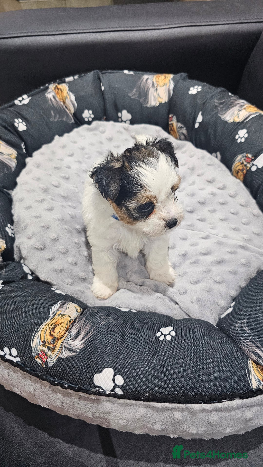 Yorkshire Terrier dogs for sale: 3 boys biewer yorkshire terrier with IHR Pedigree - Advert 11