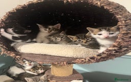Mixed Breed cats for sale: Ready to find the best homes  - Image 4
