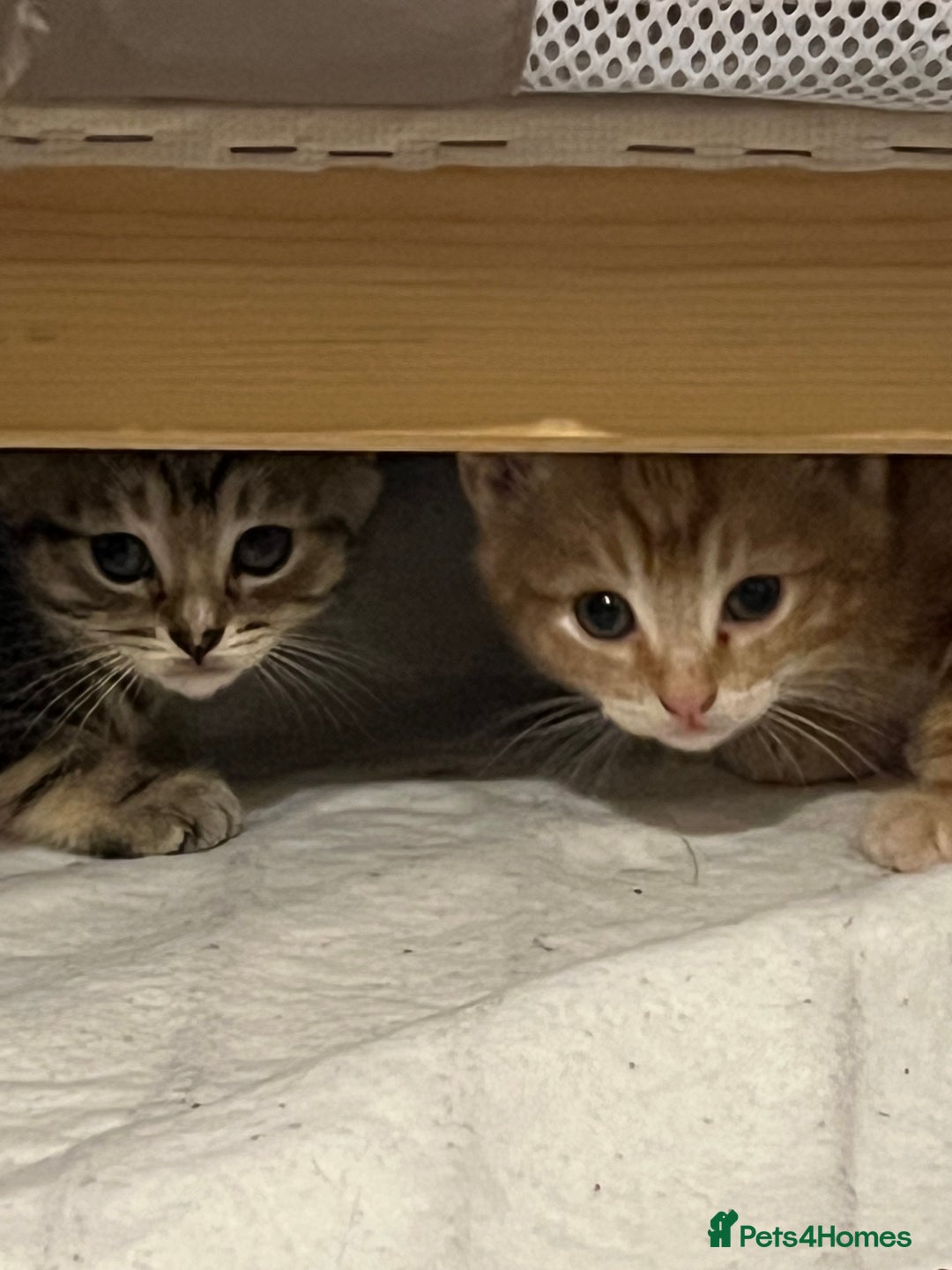 Mixed Breed cats for sale: Energetic ginger kittens and one grey tabby  - Advert 6