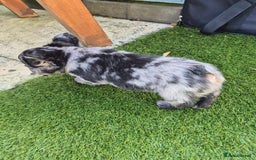 French Bulldog dogs for sale: Fluffy french bulldogs +c2  - Image 22