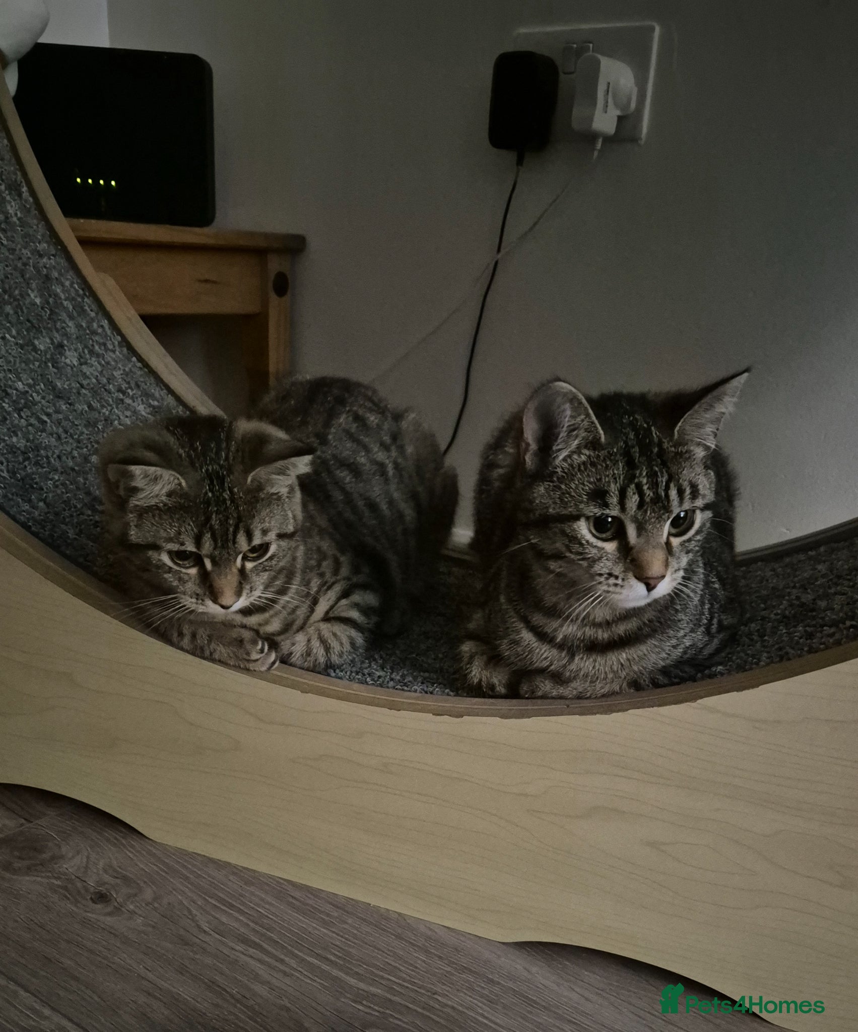 Mixed Breed cats Willow and misty  - Advert 8
