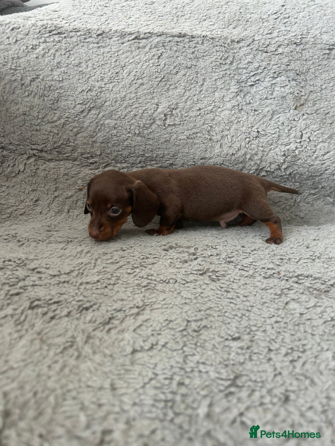 Dachshund dogs for sale: Beautiful dachshund puppies  - Image 12