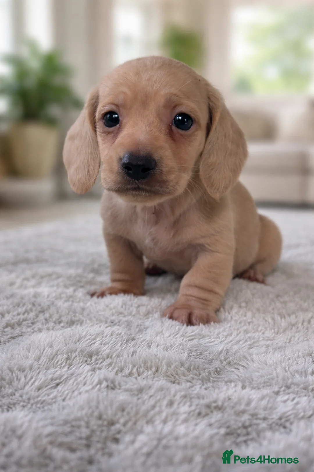 Miniature Dachshund dogs for sale: Cream mini dachshund puppies - Advert 1