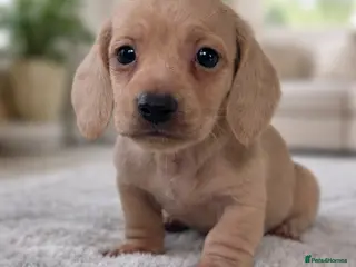 Miniature Dachshund dogs for sale: Cream mini dachshund puppies - Advert 1