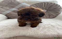 Cavapoo dogs for sale: Cavapoo pups  - Image 8