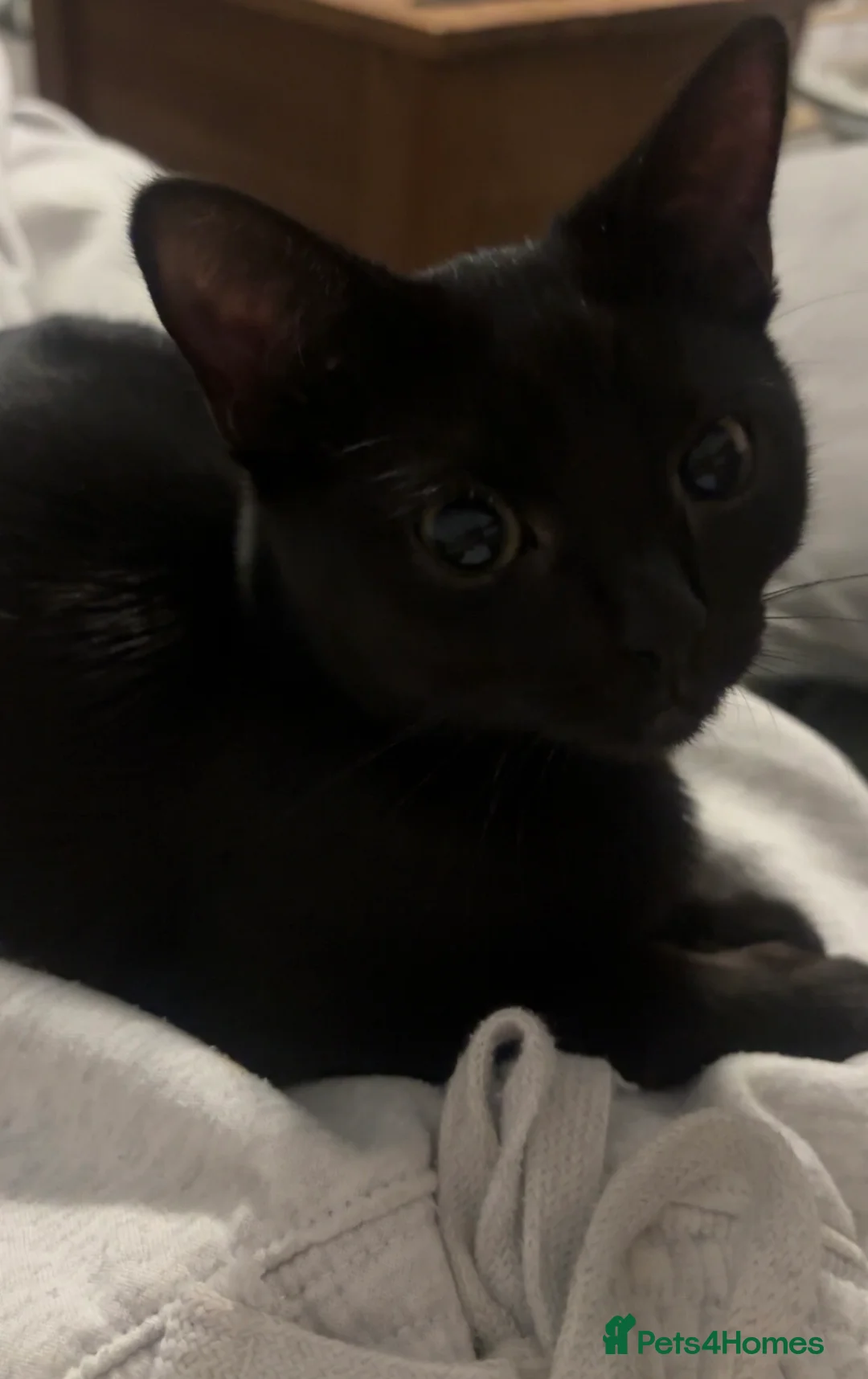 Domestic Shorthair cats for sale: 10 months old kitten  - Advert 3