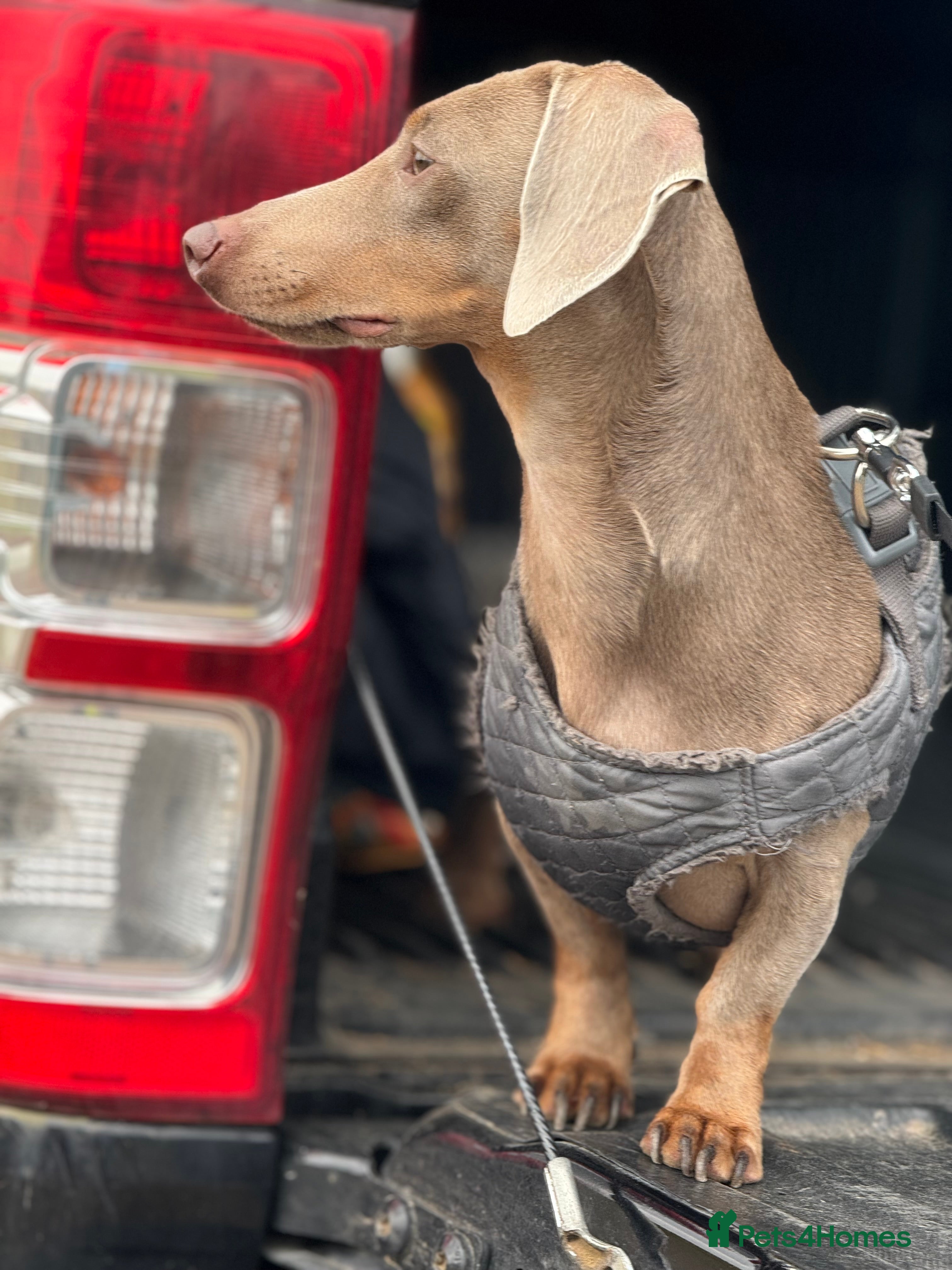 Dachshund dogs proven Isabella and tan dachshund for stud in Worcester - Advert 8