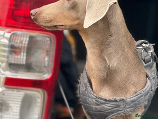 Dachshund dogs proven Isabella and tan dachshund for stud in Worcester - Advert 1