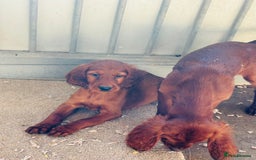 Irish Setter dogs for sale: Outstanding red Irish setters puppies - Image 8