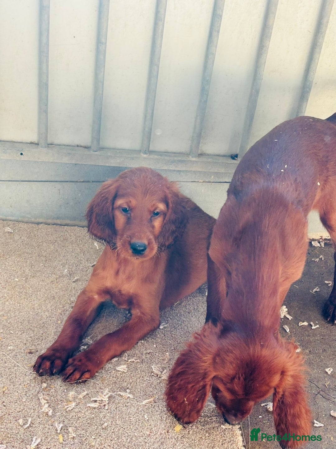Irish Setter dogs for sale: Outstanding red Irish setters puppies - Image 8