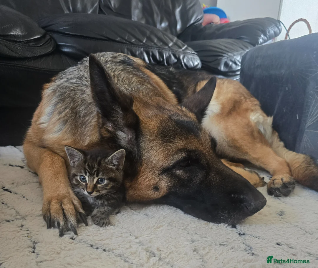 Bengal cats for sale: Bengal X adorable kittens  - Advert 9